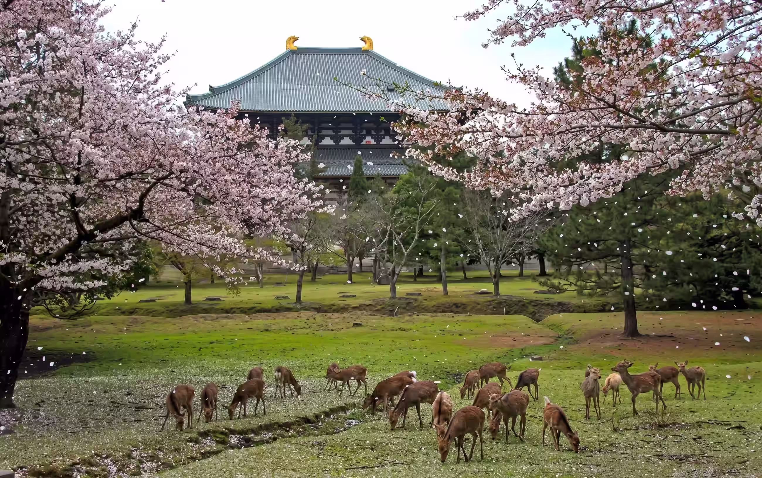 Ciervos del Parque de Nara en Japón.