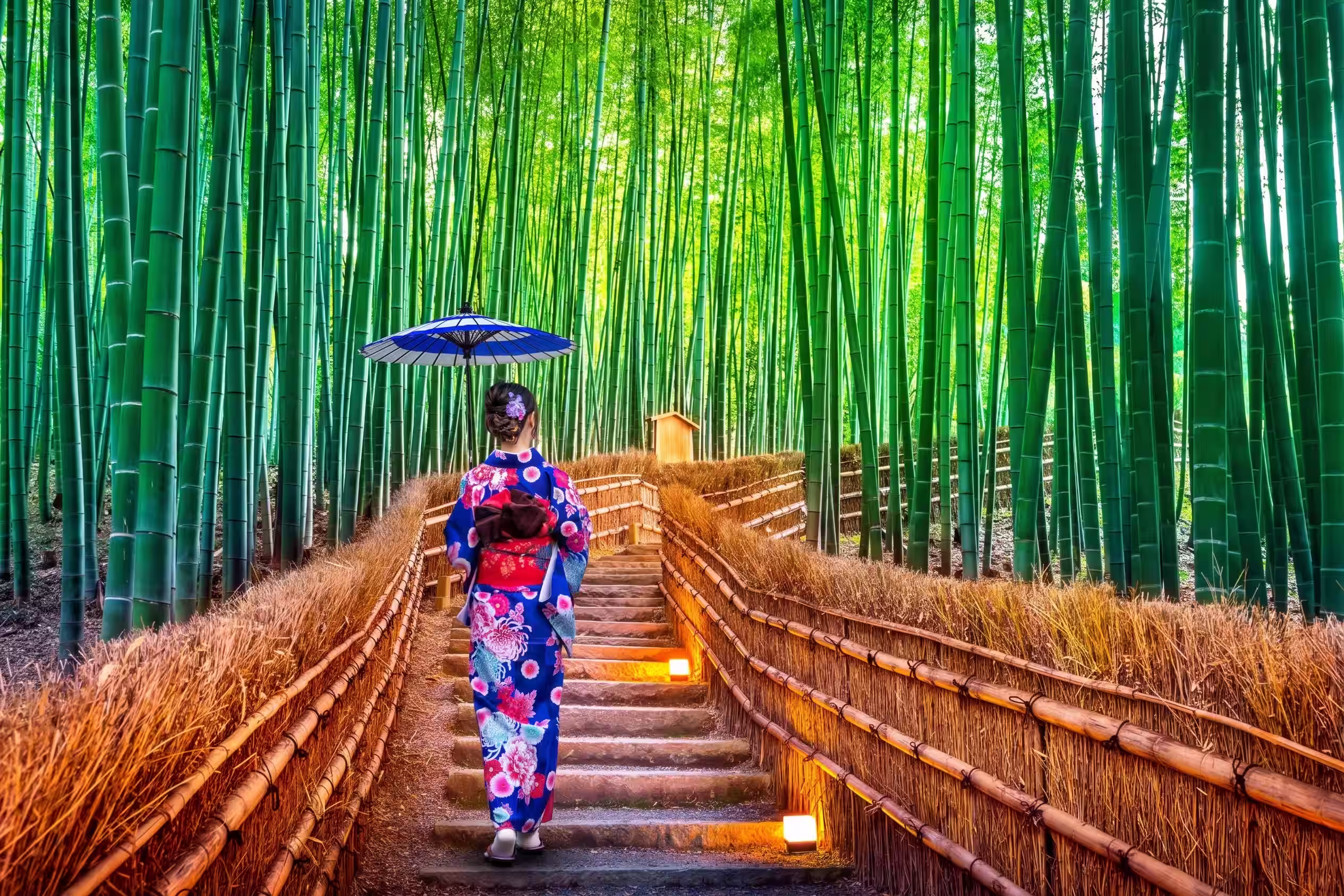 Bosque de Bambú en Kioto durante Japón de Autor.